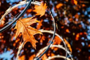 oak leaf
