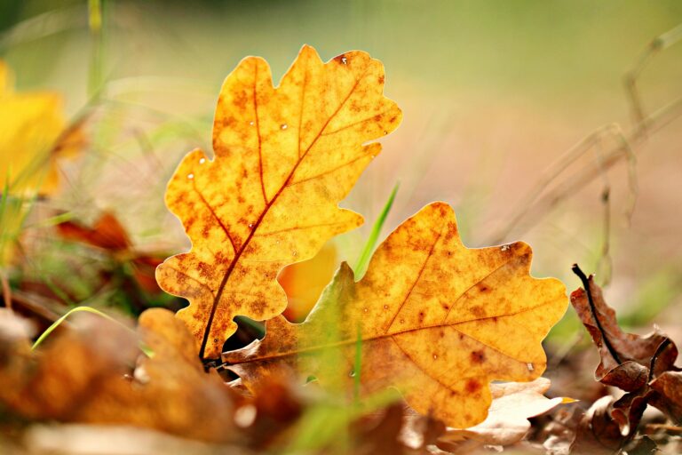 oak leaf
